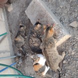 Powiększ zdjęcie